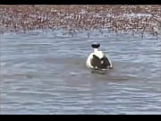 yopatos em ritual de acasalamento