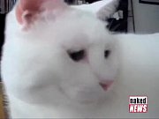 adorable kitties an supah-naughty drummer and jedward on.