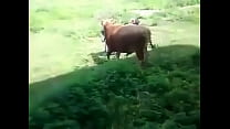 Lusty Bull?? Thumbnail
