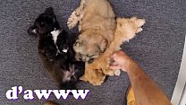 XXX PAWN - Things Get Weird When Valerie White Brings Puppies Into Our Shop Thumbnail