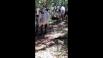 Cu gostozo gozada bloguerinha caipira sem  deu a bocetinha pro cazeirro casado