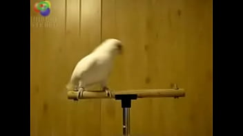 Bird loves Egyptian music 0001