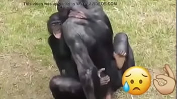 352px x 198px - monkey videos - XVIDEOS.COM