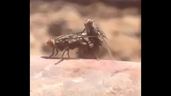 makhisex sex movie [ Duration: 00:40 ]