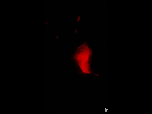 your place sucking shemale dick and gets anal fuck from behind seems, will approach